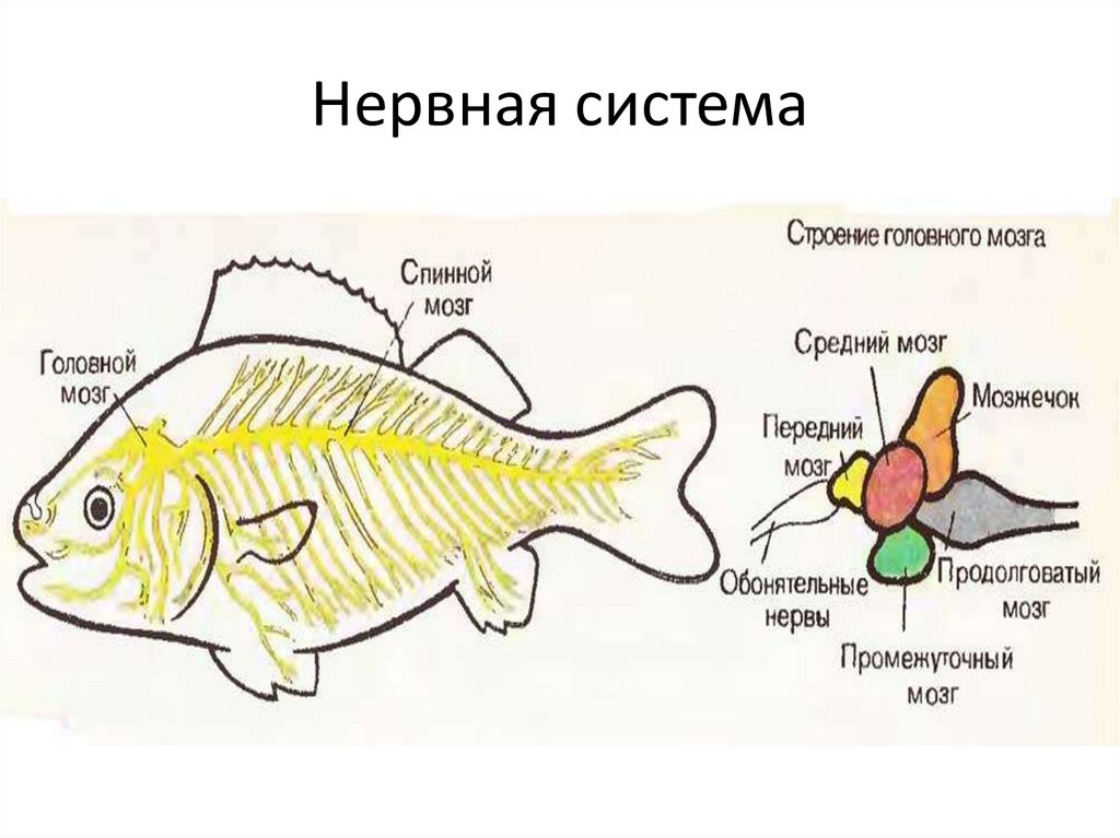 Какой мозг у рыб. Нервная система костных рыб схема. Нервная система рыб схема. Строение нервной системы рыб. Нервная система рыб состоит.