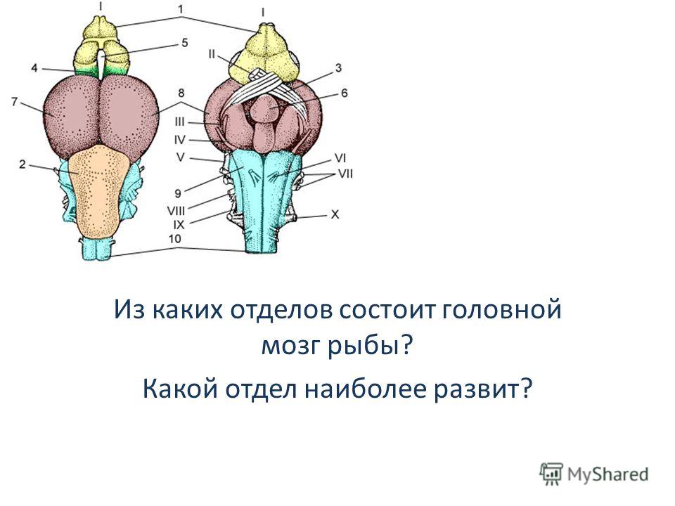 Из каких отделов состоит головной мозг