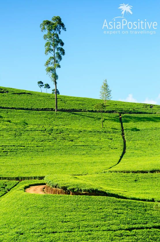 Чайные плантации по дороге в Нувара Элия 