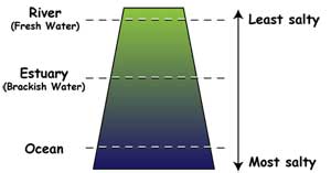 Diagram shows levels of salt concentration in river water (least salty), estuary water (middle) and ocean water (most salty).