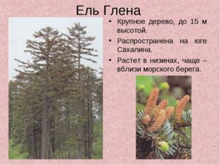 Ель Глена Крупное дерево, до 15 м высотой. Распространена на юге Сахалина. Ра