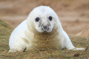 Saimaa ringed seals are among the most endangered seals in the world, having a total population of only about 310 individuals.