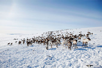 In Lapland all reindeer are domesticated, which means that all reindeer hunting is prohibited.