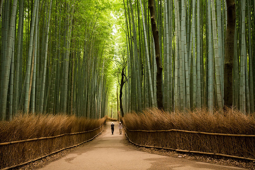 1. Бамбуковая роща Сагано, парк Арасияма, Киото.