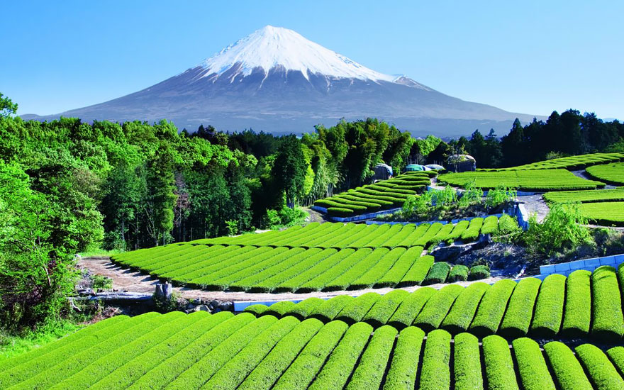 15. Чайный сад с видом на гору Фудзи