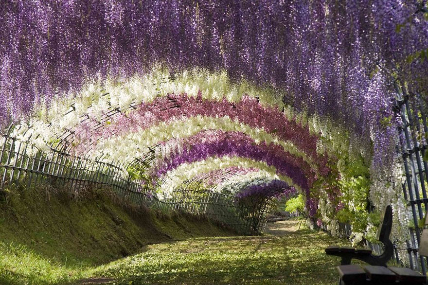 3. Туннель из глициний Вистерия в саду цветов Кавати Фудзи.