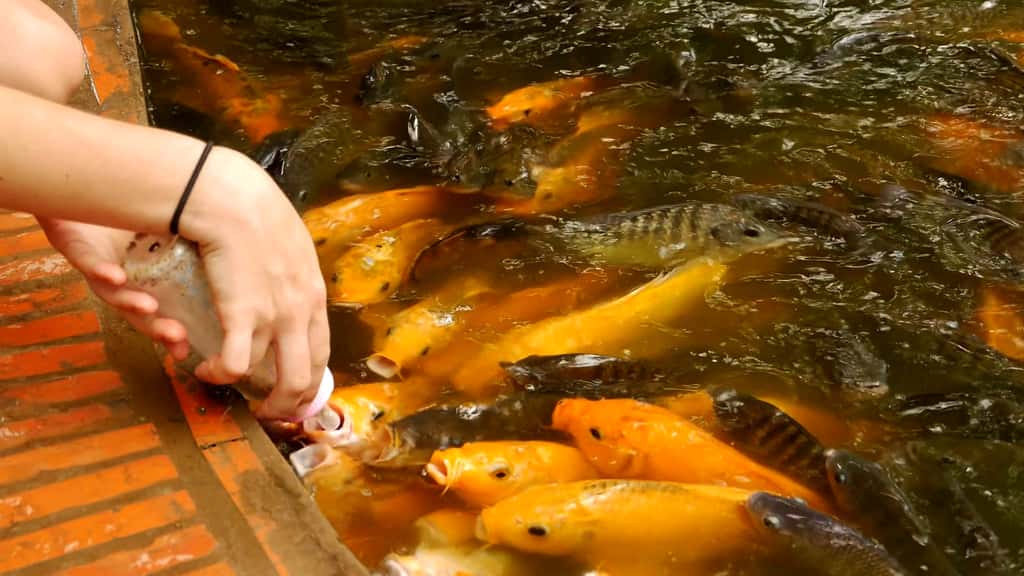 Кормление золотых рыбок из бутылочки в парке Янг Бэй