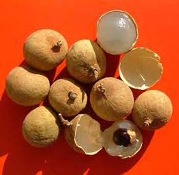 longan