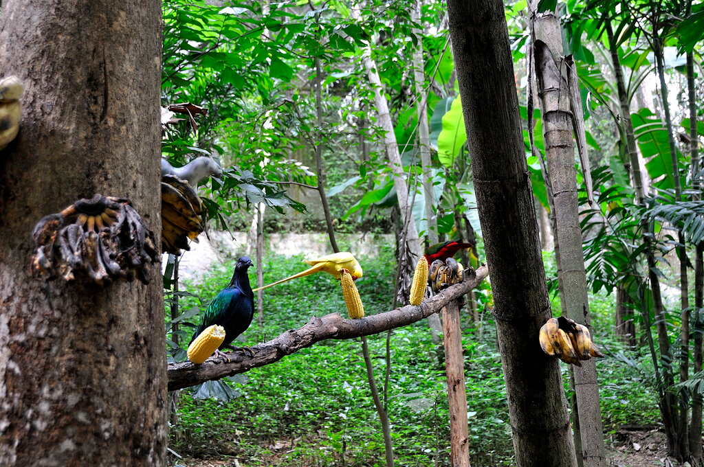 Парк птиц в зоопарке Чианг Мая