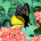 Парк бабочек Куала-Лумпура