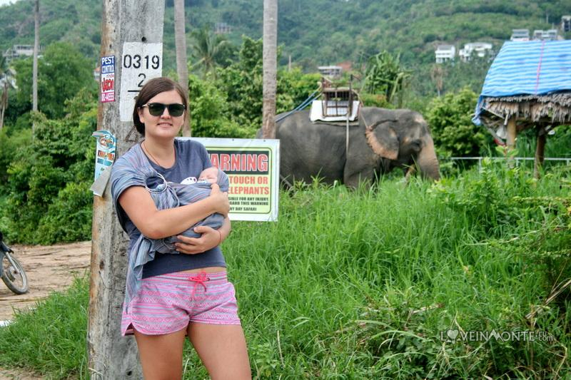 Слоны на Самуи