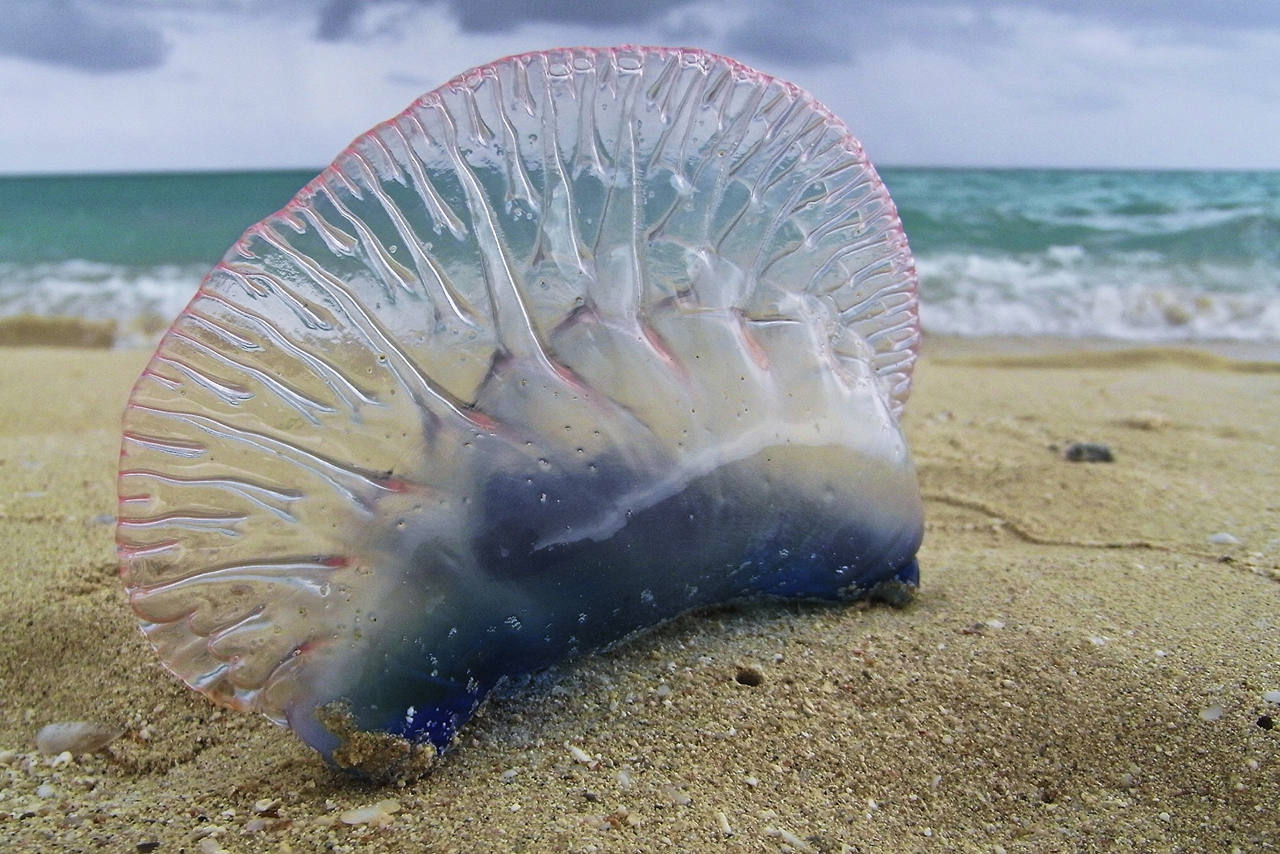 Медуза в Таиланде