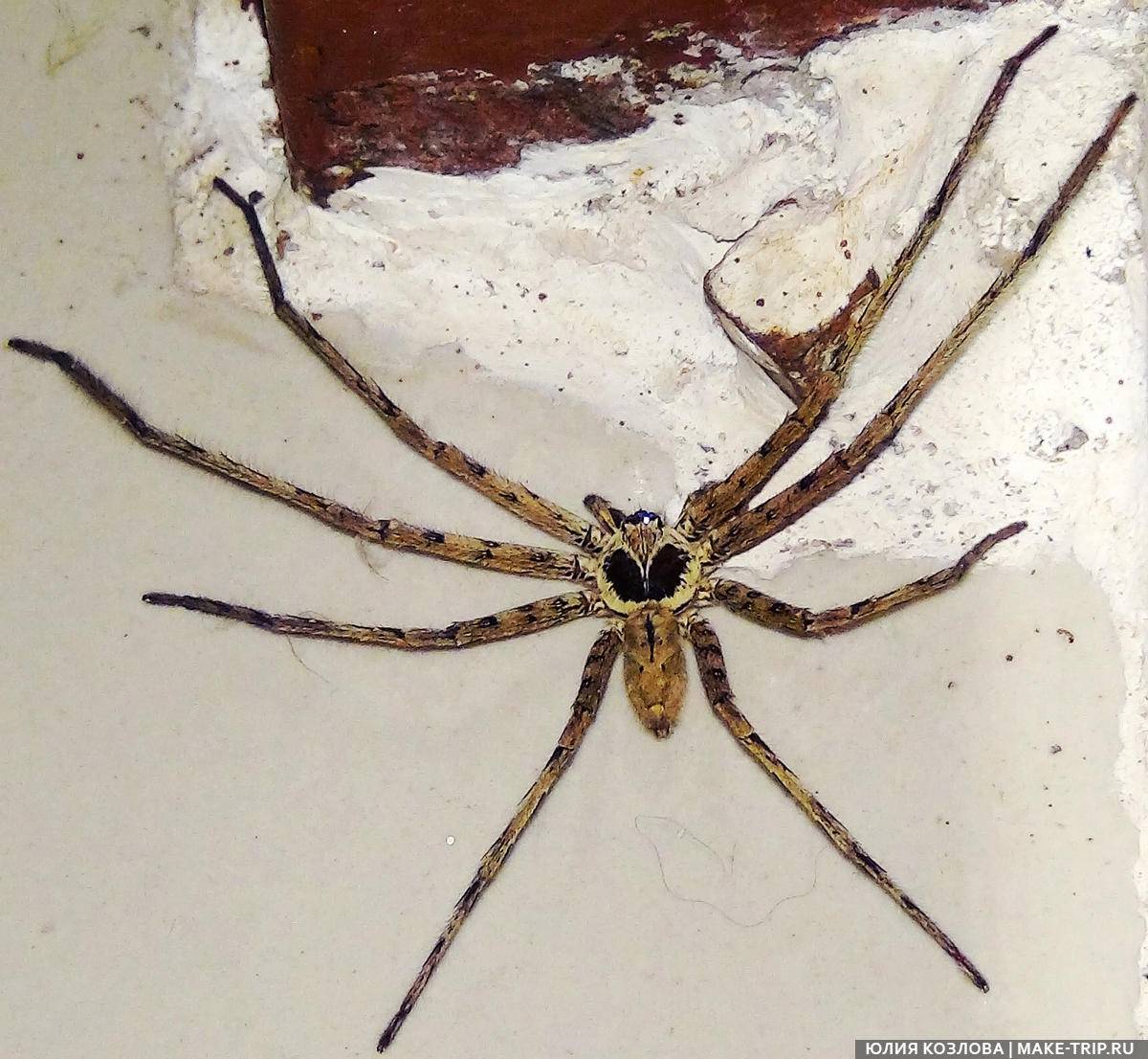 Опасные пауки Таиланда