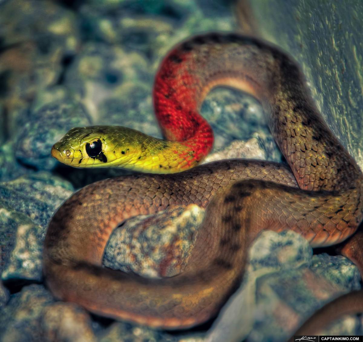 Опасные ядовитые змеи в Таиланде