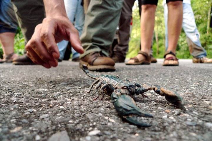 Какие насекомые в Таиланде опасны и ядовиты