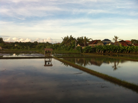 Rice Paddies, Seminyak, Bali