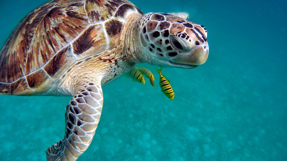 Подводный мир Мальдивских островов в один кадр не запихнешь. Мы выбрали эту достойную черепаху. Остальное увидите сами, на месте