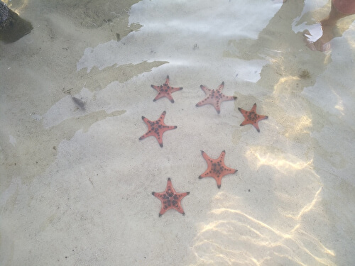 Пляж с морскими звездами