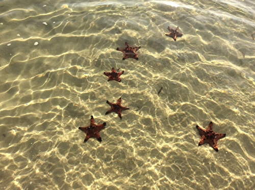 Пляж с морскими звездами