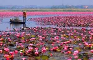 Озеро лотосов во Вьетнаме