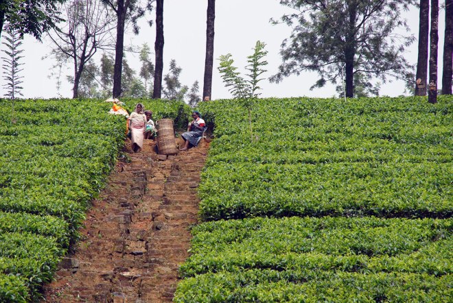Чайные плантации в Элле