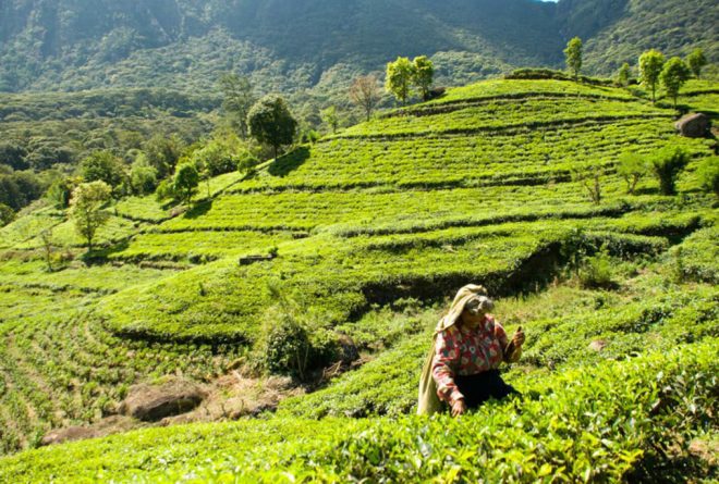 Особенности чайных плантаций Шри-Ланки