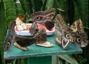 Ферма бабочек в Алахуэле Ферма бабочек в Алахуэле