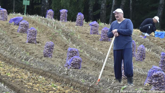 Лукашенко на уборке картошки