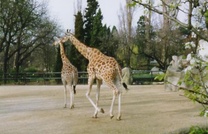 Зоопарк в Венсенском Лесу