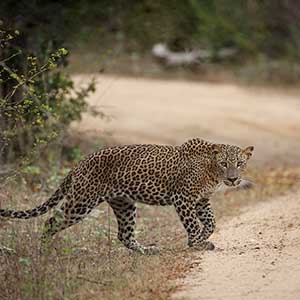 Sri lanka leopard safaris