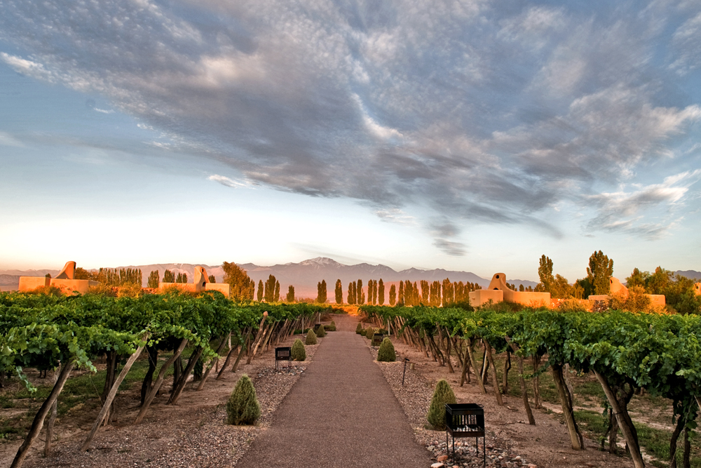 Vineyards in Mendoza, Argentina